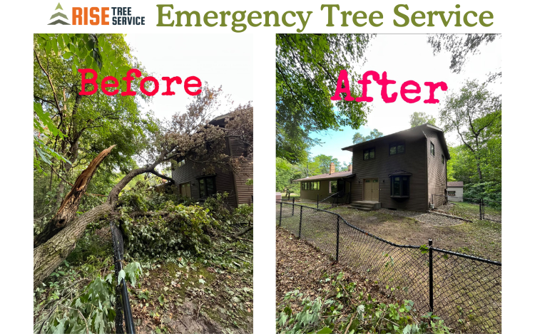 Curated visual reference: Picture Idea: North Branch Tree Service