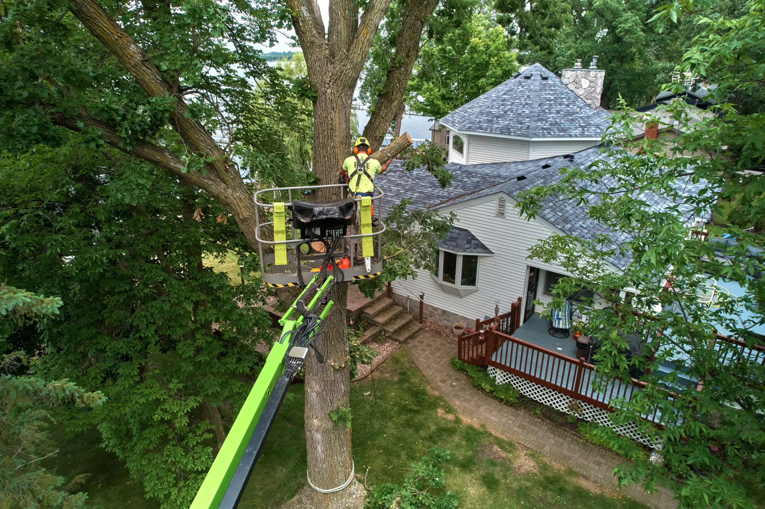 Tree Removal Service